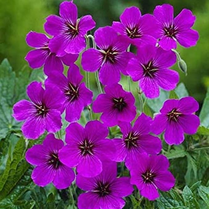 Purple Geranium Flower Seeds for Planting – Heirloom & Non-GMO Organic Garden Seeds, High Germination