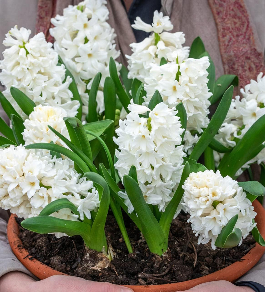 Flower Seeds, Seeds for Planting, Plant Seeds