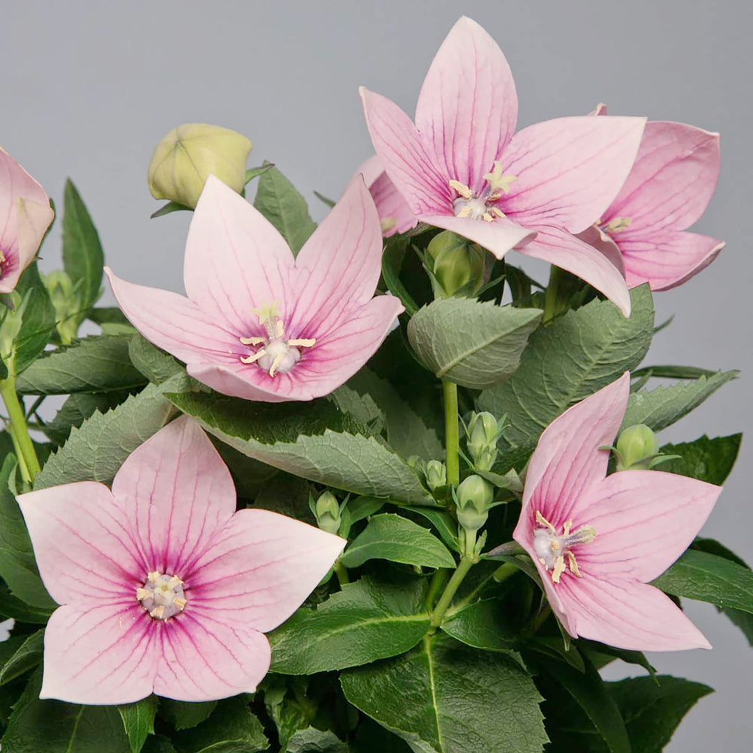 pink balloon flower seeds
