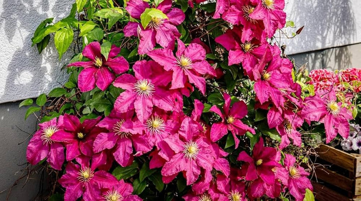Dark Pink Clematis Flower Seeds for Planting – Heirloom, Non-GMO, High Germination Organic Garden Seeds