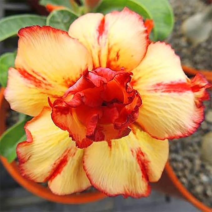 Adenium Flower Seeds Orange Yellow for Planting 100 pcs