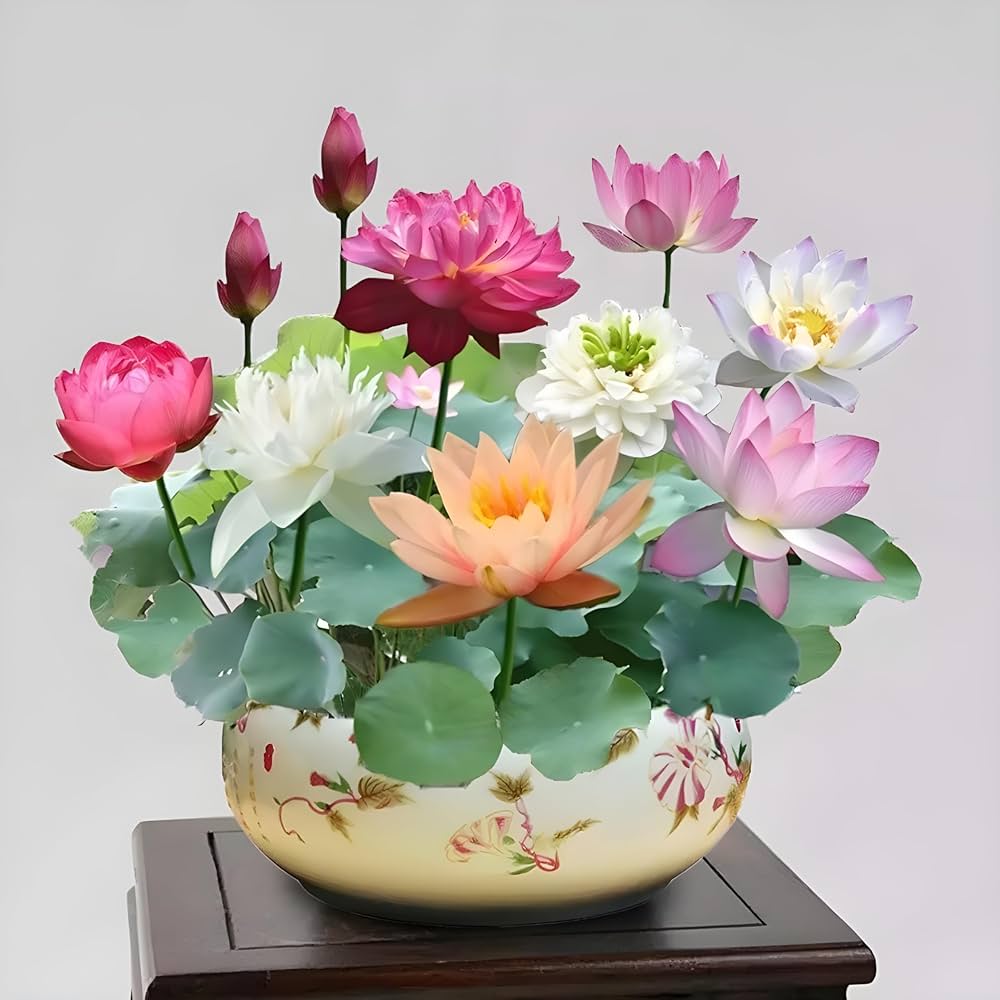 bonsai dudleya flower seeds