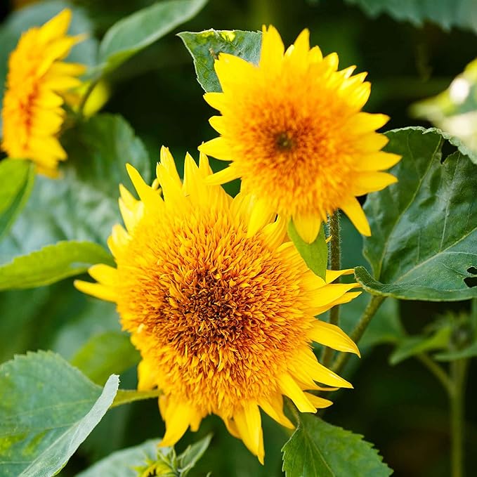 sunflower helianthus flower seeds