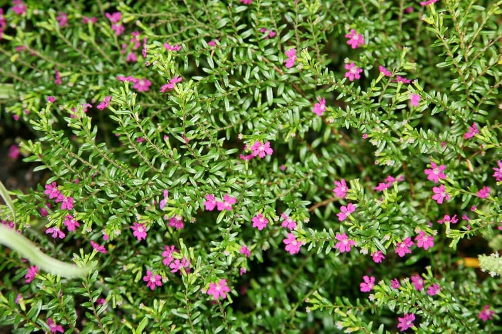 Cuphea Hyssopifolia mexicanske blomsterfrø til plantning 100 stk