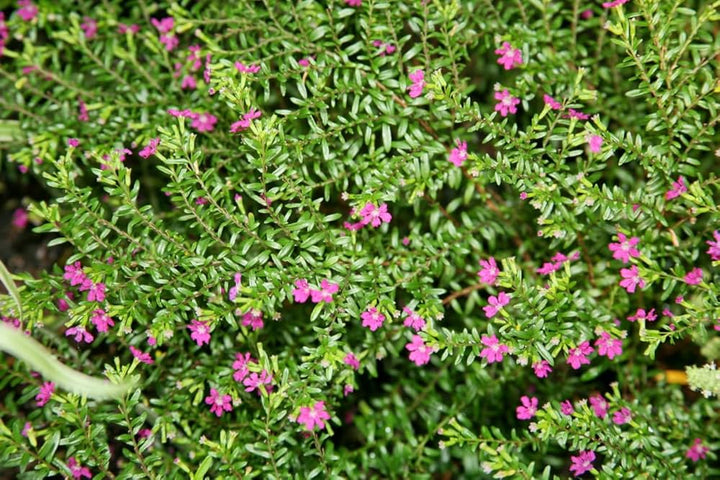 Cuphea Hyssopifolia Mexican Flower Seeds for Planting 100 pcs