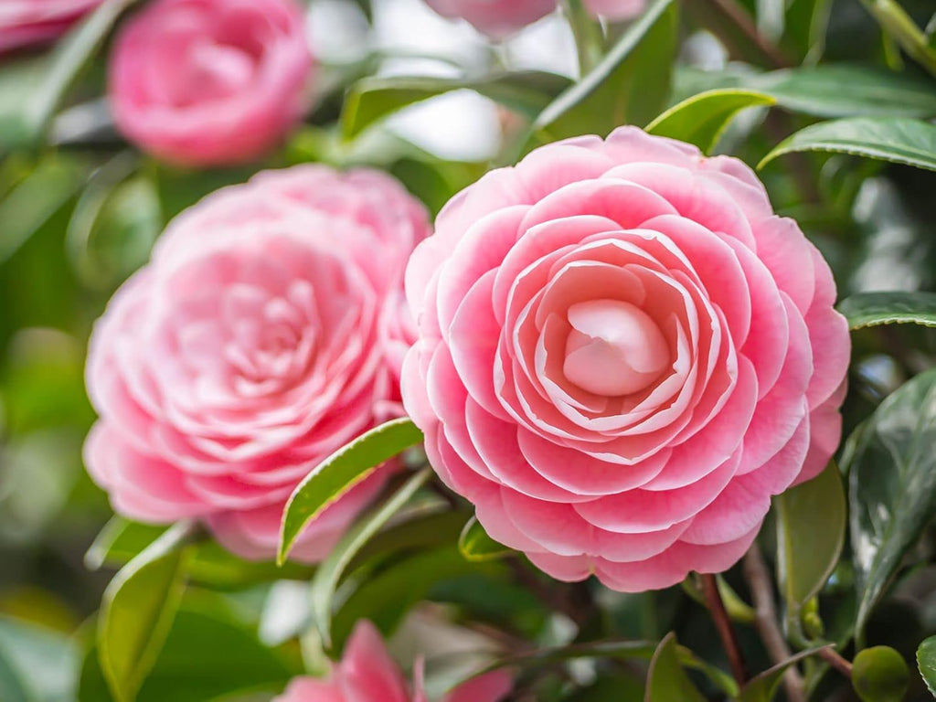 Camellia Japonica Flower Seeds – Heirloom Non-GMO Garden Blooms for Lu –  Neeraseeds