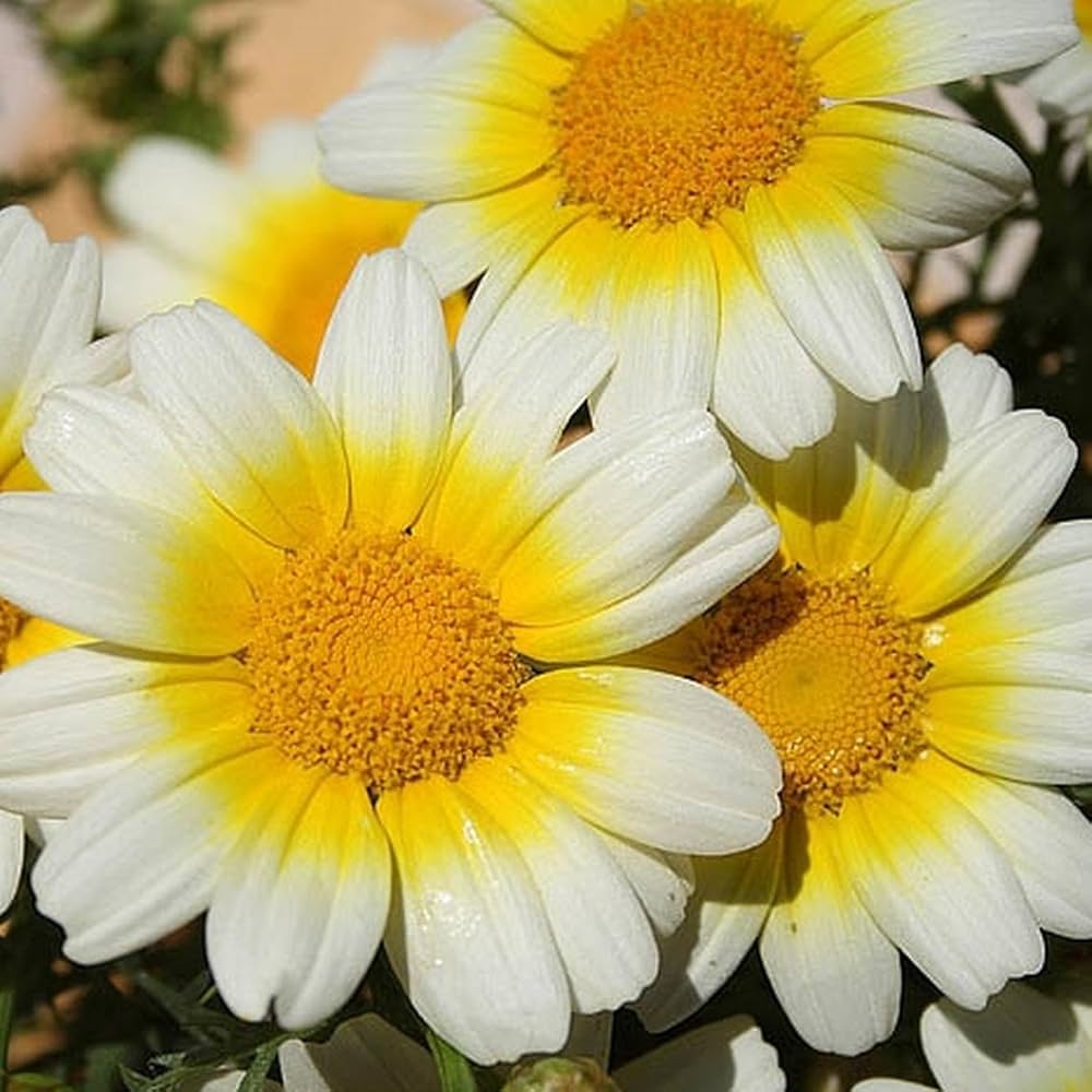 chrysanthemum coronarium flower seeds