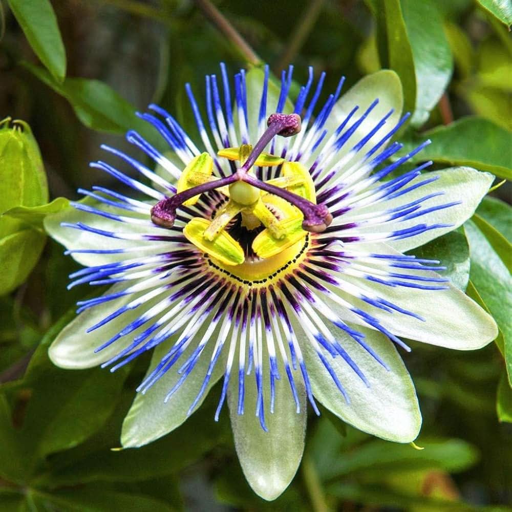 blue passionflower flower seeds