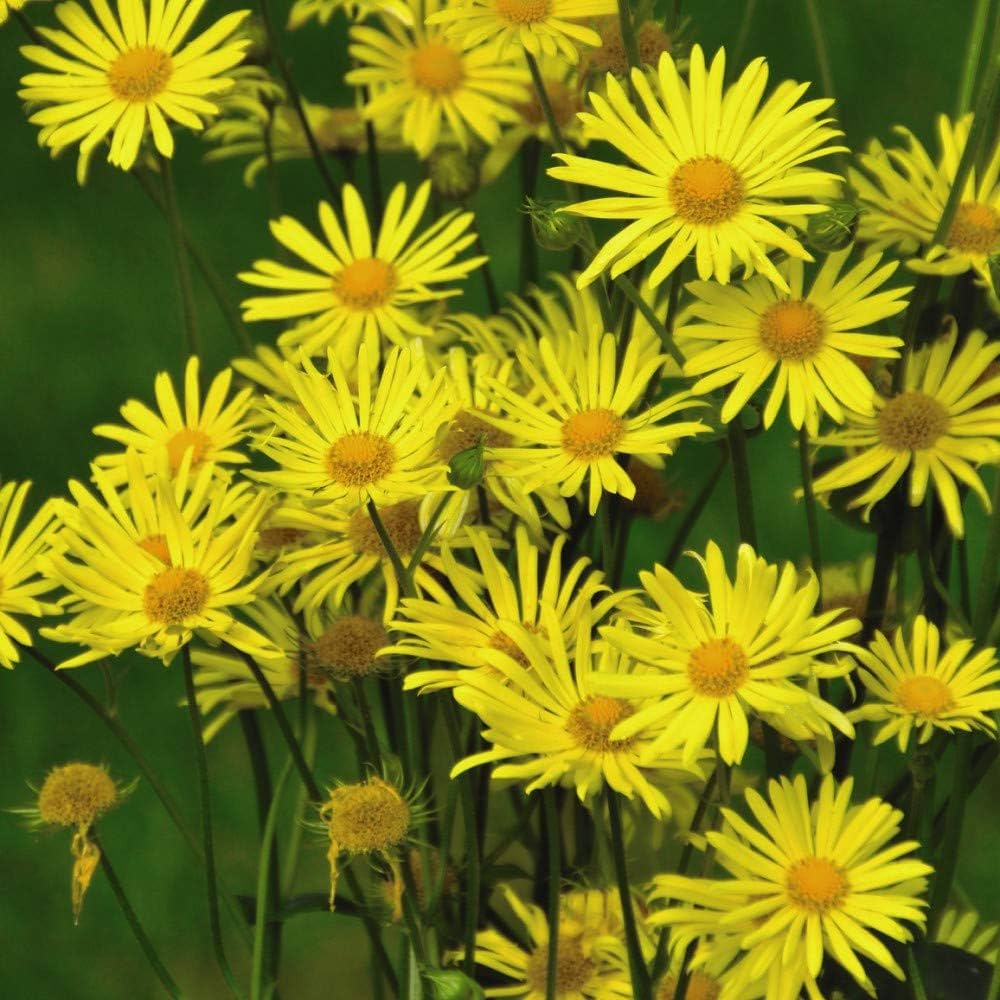 doronicum for flower seeds