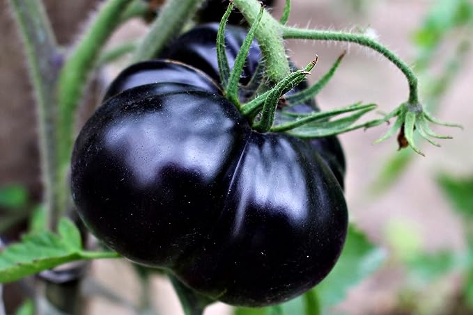 Gaint Black Tomato Seeds for Planting - 100 pcs