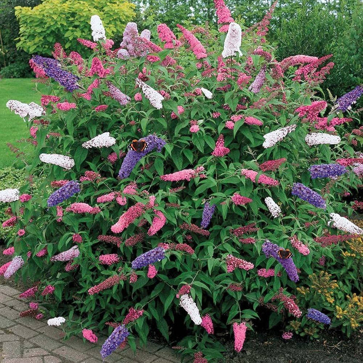 Blandede sommerfuglebuske blomsterfrø til udplantning, 100 stk