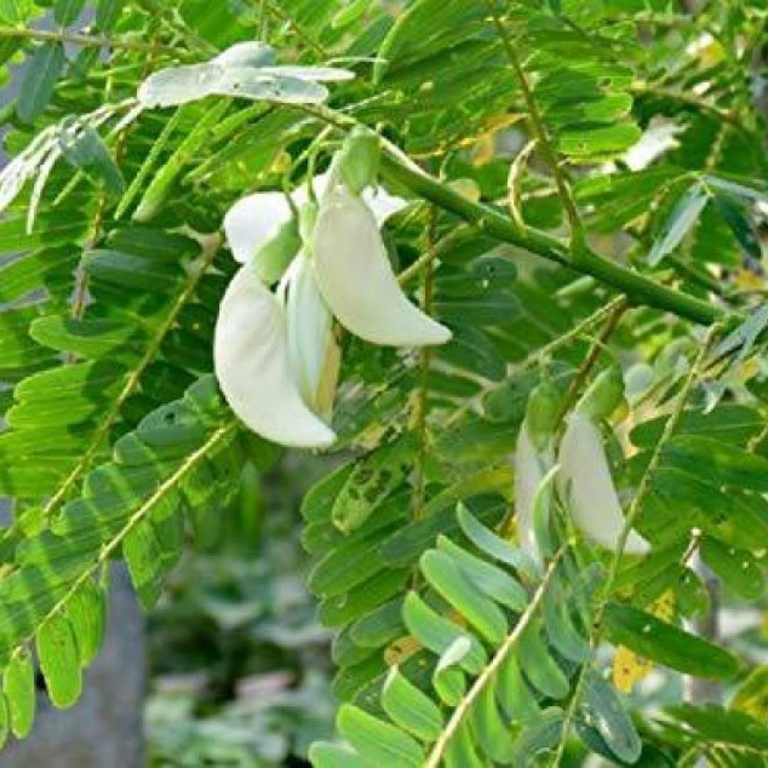 Heron Blomsterfrø til udplantning, 100 stk