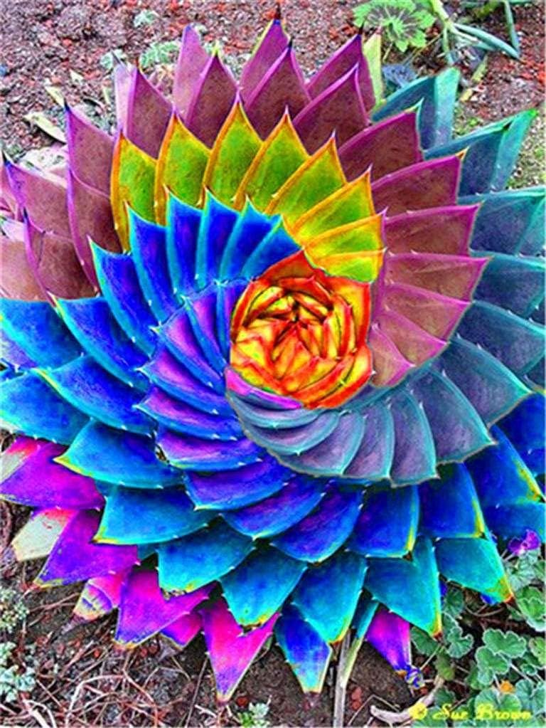 aloe vera plant seeds Organic Mixed Color Aloe Vera Seeds for Planting – Heirloom Non-GMO