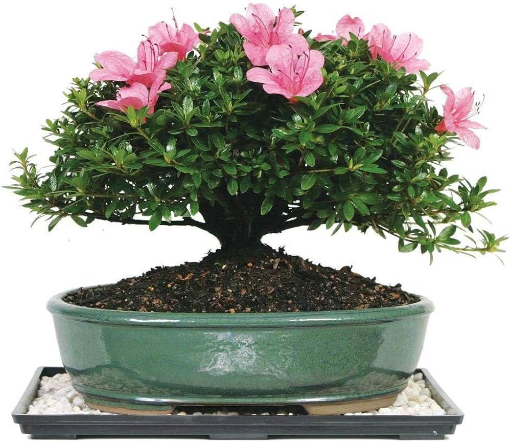 azalea rhododendron flower seeds