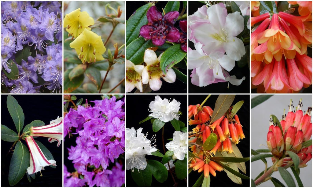 Heirloom Rhododendron Flower Seeds, Non-GMO Vibrant Blooms for Plantin   Neeraseeds