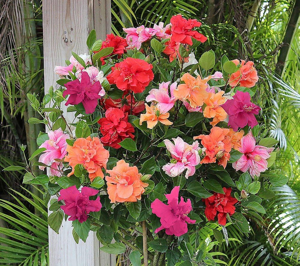 hibiscus flowers flower seeds