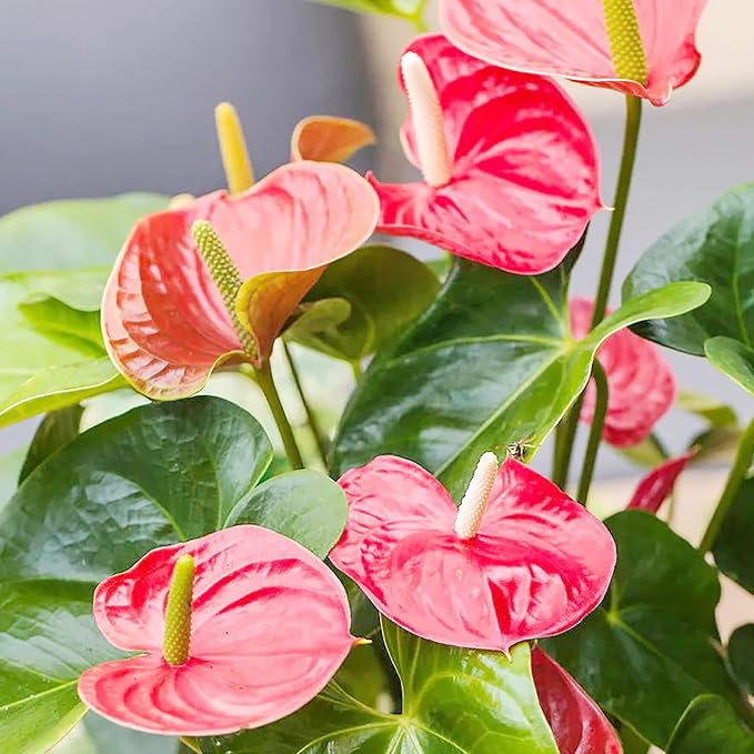 Røde, lyserøde, hvide Anthurium flerårige blomsterfrø til plantning 100 stk