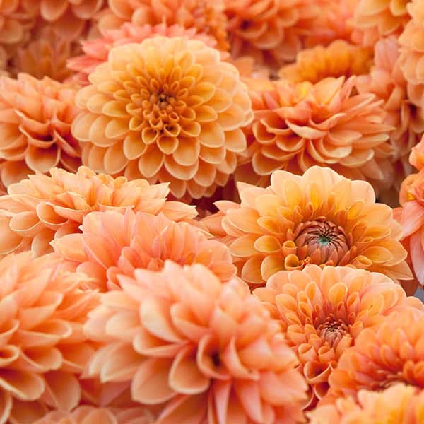 dahlia flower flower seeds