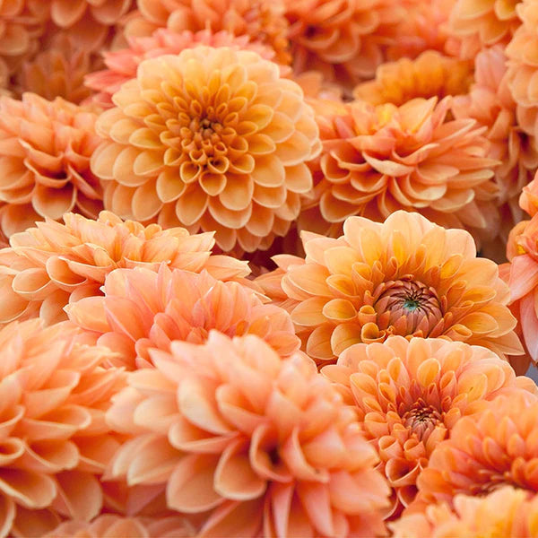 Dahlia Flower Seeds for Planting, 100 pcs