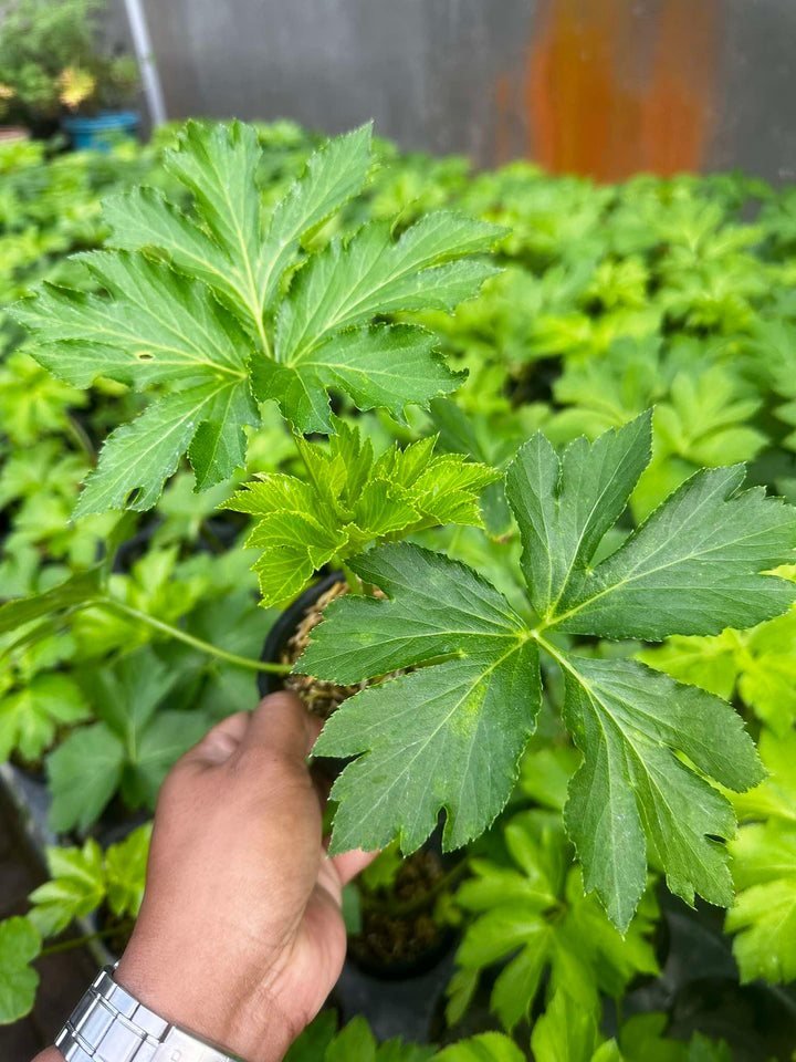 Ashitaba Japanese Green Vegetable Seeds – Heirloom Non-GMO Garden Seeds for Planting