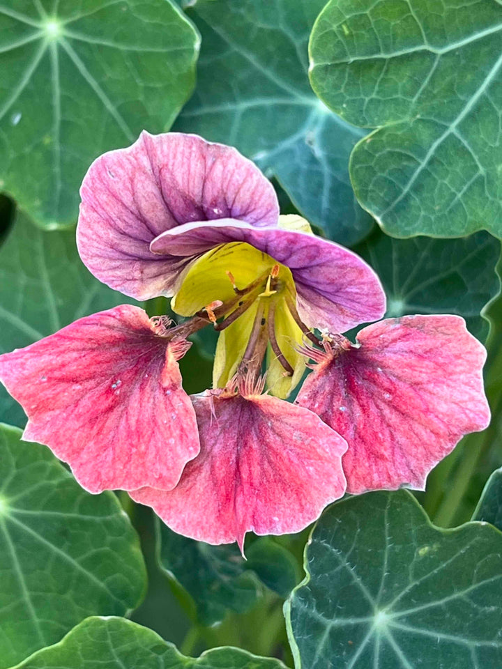 Light Purple Nasturtium Flower Seeds for Planting – Heirloom, Non-GMO, High Germination Organic Garden Seeds