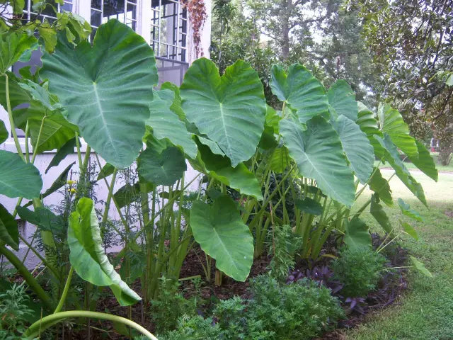 Heirloom Colocasia Elephant Ear Plant Seeds for Planting – Non-GMO, Organic Garden Seeds with High Germination