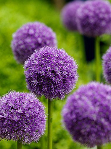 Giant Ornamental Allium Flower Seeds for Planting - Non-GMO Heirloom Flower Seeds