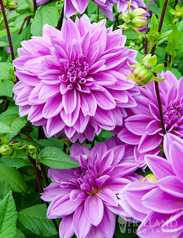 Light Violet Dahlia Flower Seeds for Planting 100 pcs