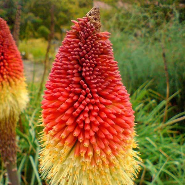 Red Hot Poker Plant Seeds for Planting, Fresh, 100 pcs