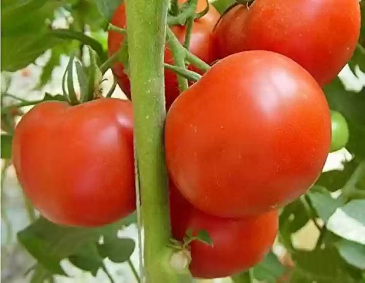 Burpee Celebrity Hybrid røde tomatfrø Heirloom Ikke-GMO grøntsagsfrø