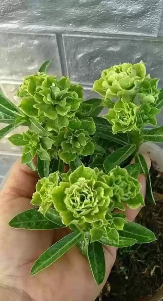 Heirloom Non-GMO Light Green Adenium Obesum Flower Seeds for Planting – Desert Rose Bonsai Seeds