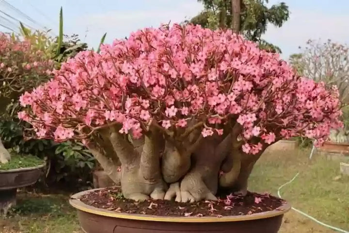 Adenium Obesum Flower Seeds for Planting, Burgundy, 100 pcs