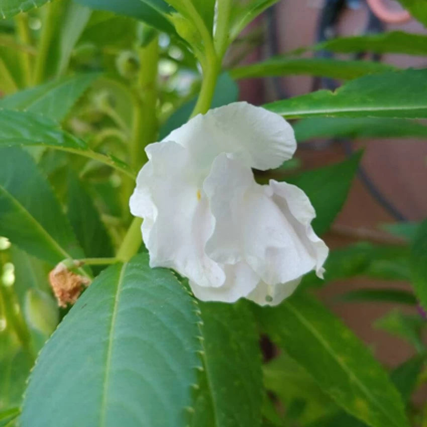 White Balsam Camellia Flower Seeds - 100 pcs