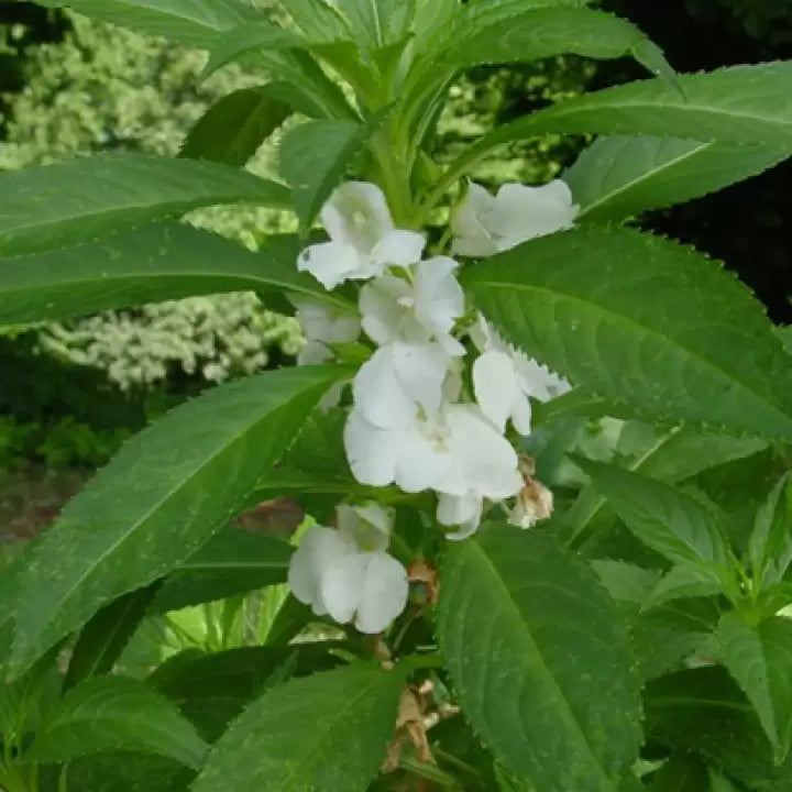 White Balsam Camellia Flower Seeds - 100 pcs