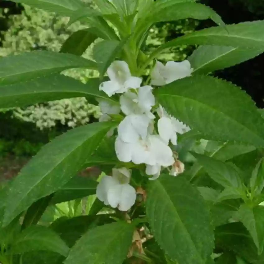 Balsamin Blomsterfrø til udplantning, Hvide, 100 stk