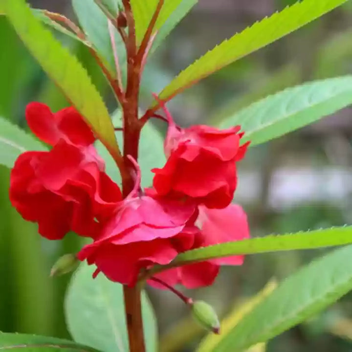 Balsamin blomsterfrø til udplantning, rød, 100 stk