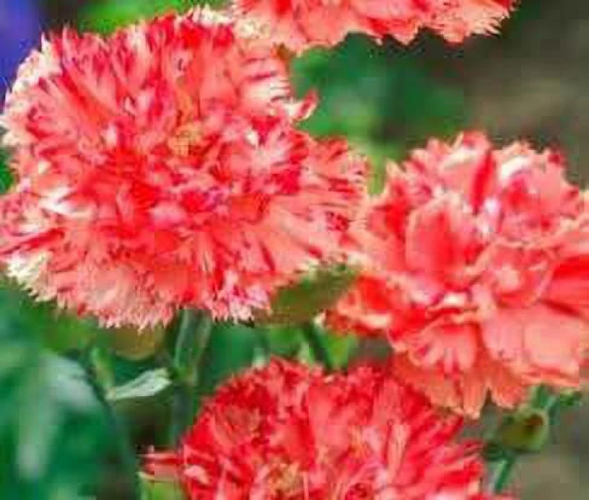 Orange Red Carnation Flower Seeds – Vibrant Heirloom, Non-GMO Seeds for Garden Planting