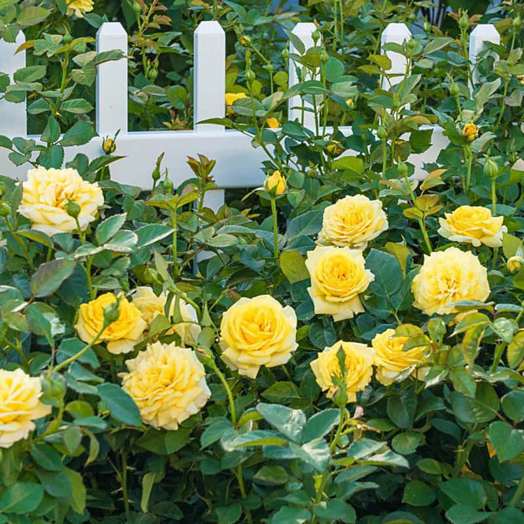 Gul Rose Blomsterfrø til Haveplantning - 100 stk