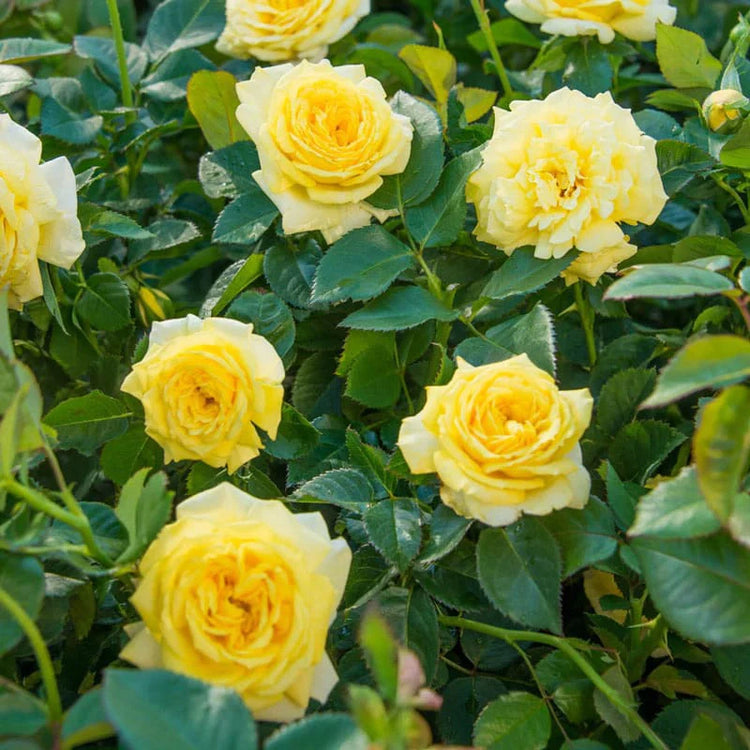 Yellow Rose Flower Seeds for Garden Planting - 100 pcs