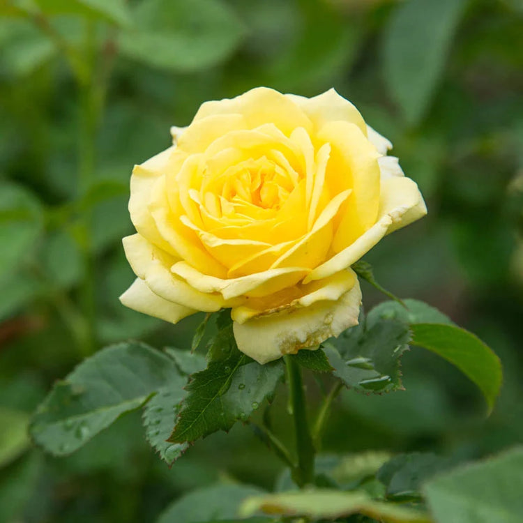 Gul Rose Blomsterfrø til Haveplantning - 100 stk