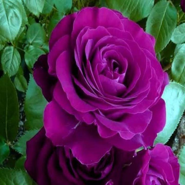 Rose Flower Seeds for Planting - Purple 100 pcs