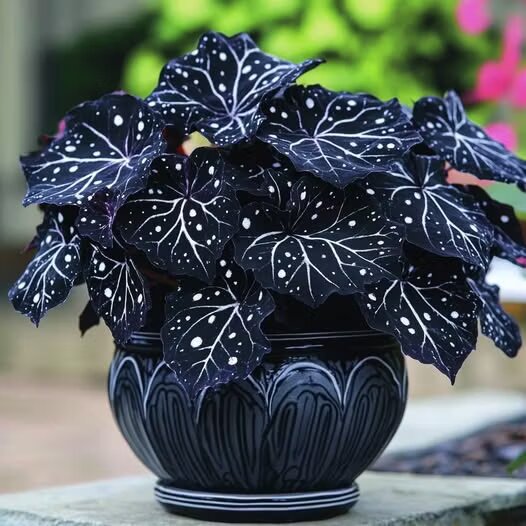 Black Moonlight Butterfly Begonia Flower Seeds – Heirloom, Non-GMO, High Germination Seeds