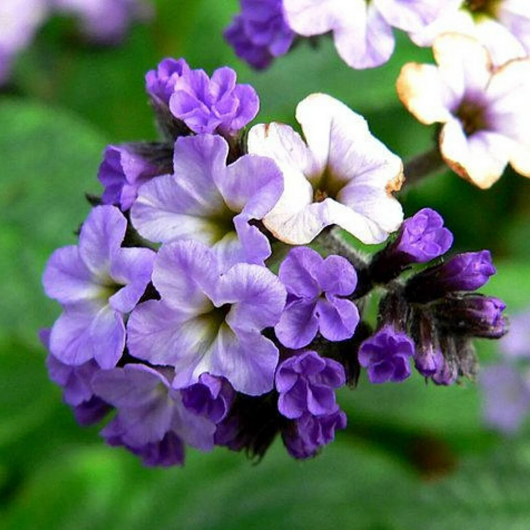 purple heliotrope flower seeds