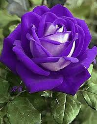 Violet White Rose Flower Seeds for Planting – Heirloom, Non-GMO, High Germination Fragrant Garden Bloom Seeds