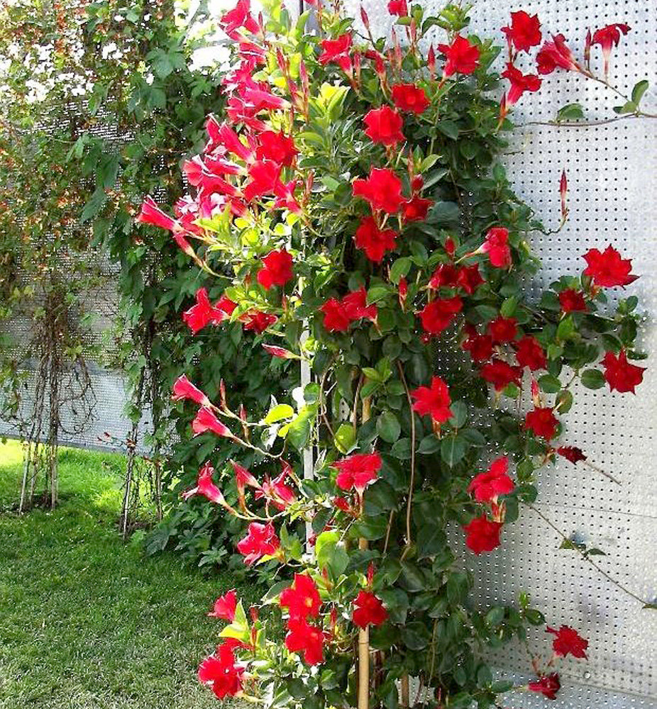 Red Mandevilla Flower Seeds for Planting – Vibrant Blooms, Heirloom Non-GMO Seeds
