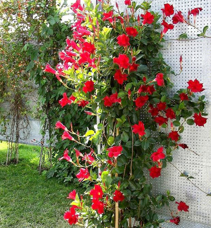 Red Mandevilla Flower Seeds for Planting – Vibrant Blooms, Heirloom Non-GMO Seeds
