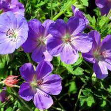 Violet Red Geranium Flower Seeds for Planting – Heirloom, Non-GMO, High Germination Seeds for Vibrant Garden Blooms