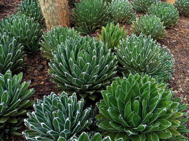 Green Agave Victoria Regina Planting Seeds for Garden 100 pcs