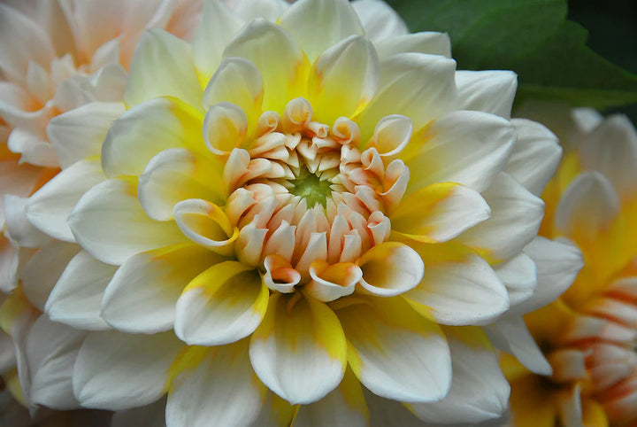 Fresh Dahlia Flower Seeds for Planting, Yellow White 100 pcs