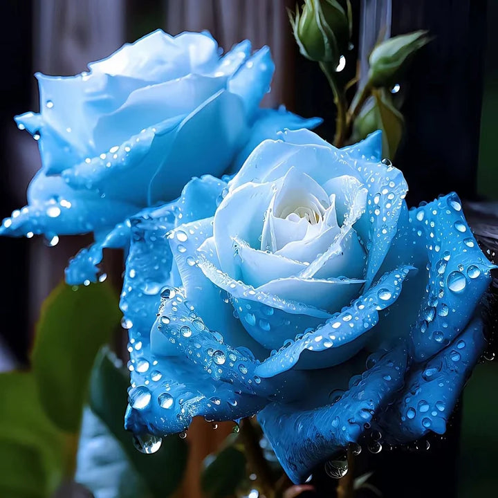 Iceblue Rose Flower Seeds for Planting - 100 pcs